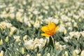 Single yellow tulip flower in a white tulip field Royalty Free Stock Photo