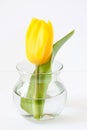 Single yellow tulip in the glass vase, simple concept