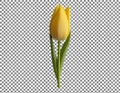 Single Yellow Tulip on Grid Background Royalty Free Stock Photo