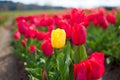 A single yellow tulip growing in a field of red tulips Royalty Free Stock Photo