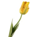 Single yellow tulip isolated Royalty Free Stock Photo