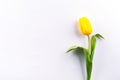 Single yellow tulip isolated on white background.Flat lay, space for text