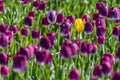 A single yellow tulip growing in a field full of purple tulips Royalty Free Stock Photo