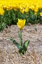 Single yellow tulip Royalty Free Stock Photo
