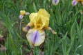Single yellow and violet flower of Iris germanica in May Royalty Free Stock Photo