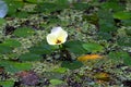 Single yellow water lilies in a pond with green water plants and small lily flowers in a natural peaceful pond. Royalty Free Stock Photo