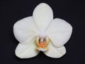 A Single Yellow White Orchid Bloom on Black Background. Stylish Orchid Bouquet. Royalty Free Stock Photo