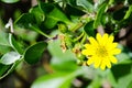 Single Yellow Wild daisy flower in spring season at a botanical garden. Royalty Free Stock Photo