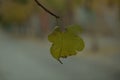 Single yellow withering leaf on a tree Royalty Free Stock Photo