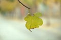 Single yellow withering leaf on a tree Royalty Free Stock Photo