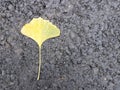 A single yellowed sheet of Gingobiloba lies on the new black asphalt. Autumn fallen leaves. Japanese flora on a black background.