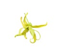Single ylang-ylang flower blooming  Cananga odorata  isolated on white background,clipping path Royalty Free Stock Photo