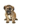 Single Yorkie-Poo Puppy Royalty Free Stock Photo