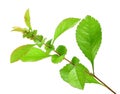 Single young branch with green leaf