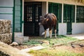 Single young brown buffalo eats beveled green grass next to open stable