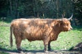 single young brown highland cattle with blurred background Royalty Free Stock Photo