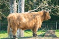 single young brown highland cattle with blurred background Royalty Free Stock Photo