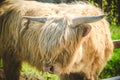 single young brown highland cattle with blurred background Royalty Free Stock Photo