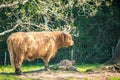 single young brown highland cattle with blurred background Royalty Free Stock Photo