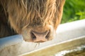 single young brown highland cattle with blurred background Royalty Free Stock Photo