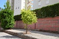 Single young citrus tree growing near the city stone wall