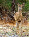 Single young deer standing in forest