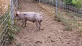 Single young dirty pink domestic pig with curly tail poking her nose through wire fence Royalty Free Stock Photo