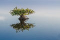 Single young endangered mangrove reflects in calm water