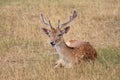 deer young fallow stag calling Royalty Free Stock Photo