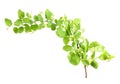 Young green branch with leaf and flowers Royalty Free Stock Photo