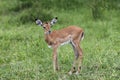 A single young Impala standing on grass