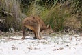 Young kangaroo on white sand Royalty Free Stock Photo