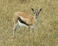 Single young male Thompson Gazelle standing in grass