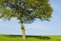 Single young oak tree