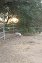 Single young pink domestic cute pig alone with sun setting through oak trees, entire pet pig is visible, vertical format