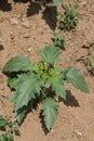 single young poisonous datura plant in the sand Royalty Free Stock Photo