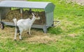 Single goat eating hay from the stack