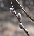 Single young spring willow branch selective focus Royalty Free Stock Photo