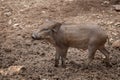 Single young of wild boar standing on dirt field