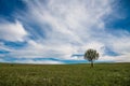 Single ypung tree on green field, pink autumn flowers on the foreground