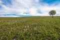 Single ypung tree on green field, pink autumn flowers on the foreground Royalty Free Stock Photo