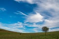 Single ypung tree on green field, pink autumn flowers on the foreground Royalty Free Stock Photo