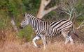 Single zebra (African Equid)