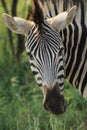 African wildlife - Zebra - The Kruger National Park Royalty Free Stock Photo