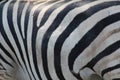 African wildlife - Zebra - The Kruger National Park Royalty Free Stock Photo