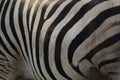 African wildlife - Zebra - The Kruger National Park Royalty Free Stock Photo