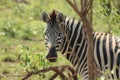 African wildlife - Zebra - The Kruger National Park Royalty Free Stock Photo