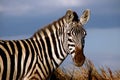Single Zebra portrait in the wild