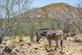 One zebra scavenging in natural savanna habitat in Namibia Royalty Free Stock Photo