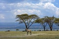 Single Zebra standing , many wildebeests , lake , hill & trees on background